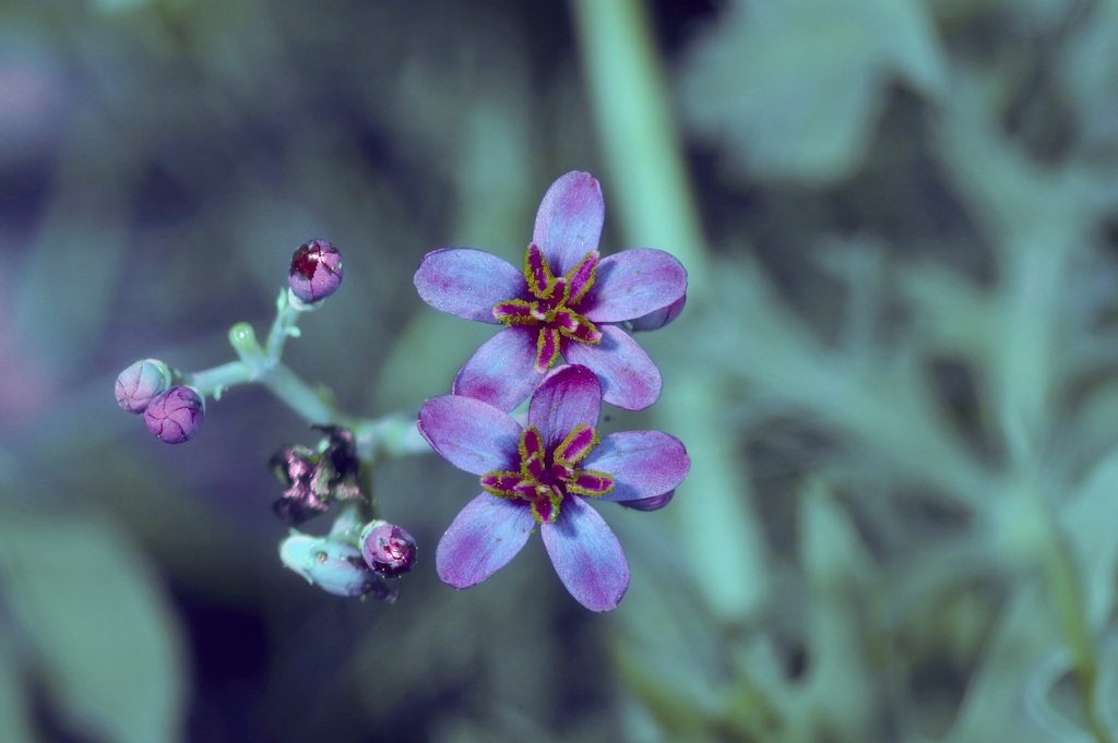 Berlandier's nettlespurge (Jatropha cathartica)