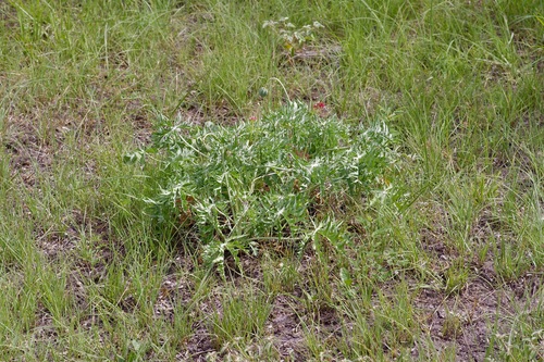 Berlandier's nettlespurge (Jatropha cathartica)