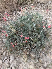 Berlandier's nettlespurge (Jatropha cathartica)