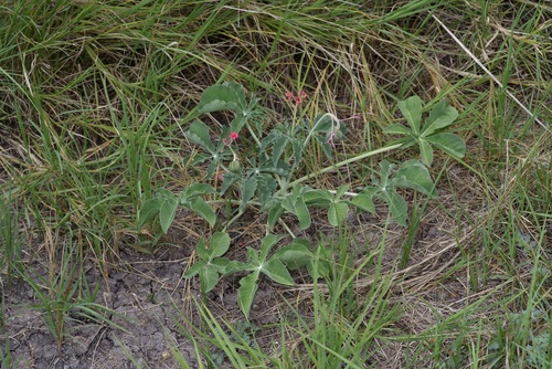 Berlandier's nettlespurge (Jatropha cathartica)