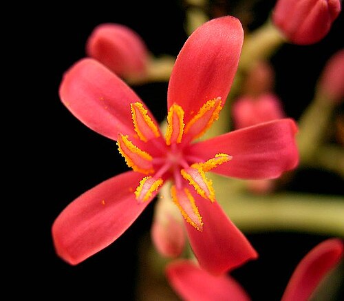Berlandier's nettlespurge: Jatropha cathartica