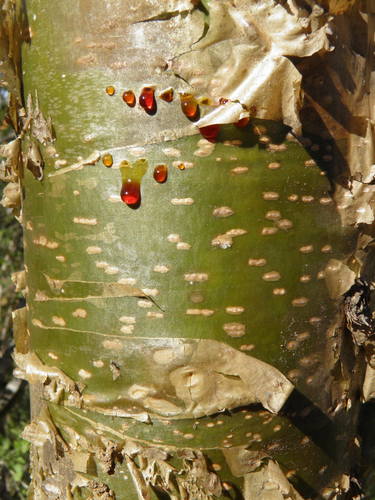 Jatropha chamelensis (Jatropha chamelensis)