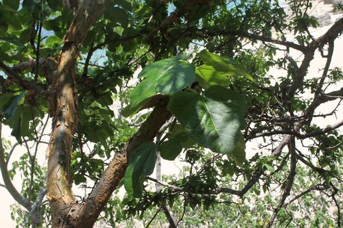 Jatropha chamelensis (Jatropha chamelensis)