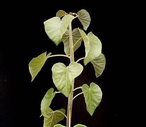 Arizona nettlespurge: Jatropha cinerea