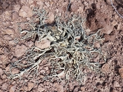 Physicnut (Jatropha cuneata)