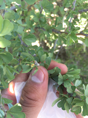 Physicnut (Jatropha cuneata)