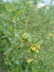 Physicnut (Jatropha cuneata)