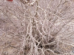Physicnut (Jatropha cuneata)