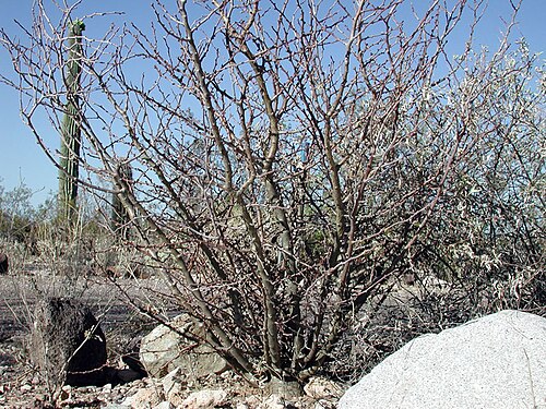 Physicnut: Jatropha cuneata , Sangre de Drago. At Organ Pipe Cactus National Monument, Arizona, USA