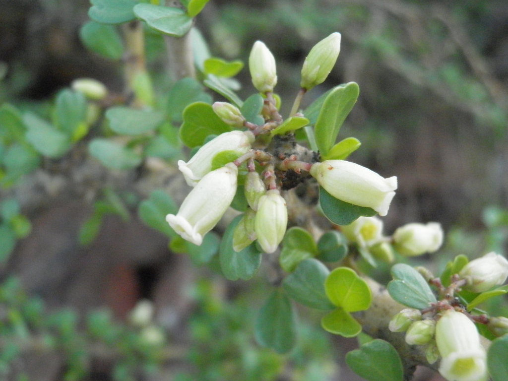 Physicnut (Jatropha cuneata)