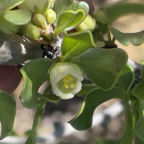 Physicnut (Jatropha cuneata)