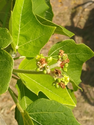 Barbados nut (Jatropha curcas)