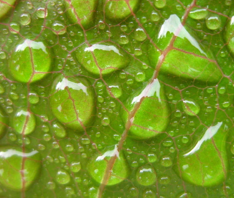 Barbados nut: A macro shot of rain on a leaf of Jatropha.