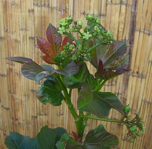 Barbados nut: The interspecific hybrid Jatropha scaposa x curcas, 156 days after sowing. In the first inflorescence 9 fruits are formed, only 1 aborted. Three additional late