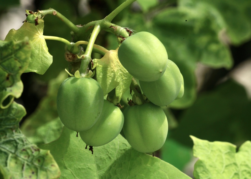 Barbados nut (Jatropha curcas)