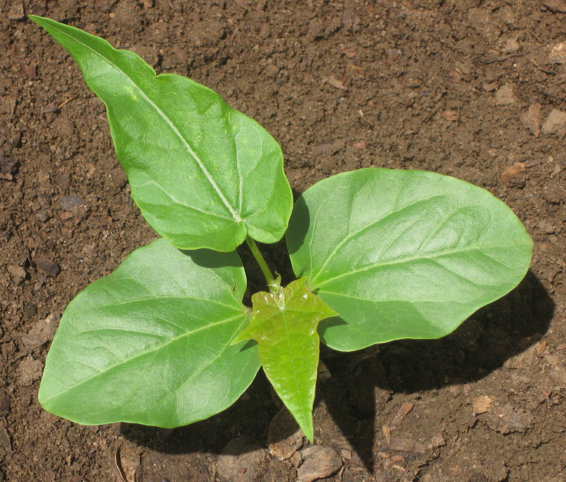 Barbados nut: Interspecific hybrid Jatropha curcas x integerrima 17 days after sowing. The second real leaf is lobed, but quite unlike Jatropha curcas.