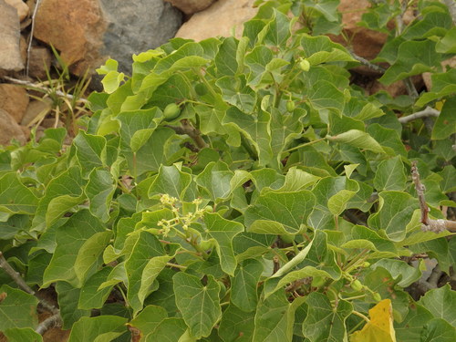 Barbados nut (Jatropha curcas)