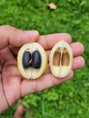 Barbados nut (Jatropha curcas)
