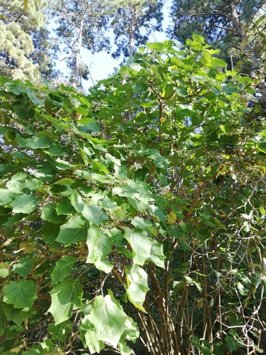Barbados nut (Jatropha curcas)