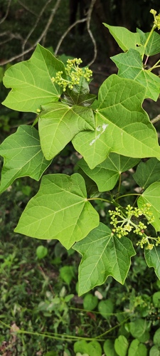 Barbados nut (Jatropha curcas)