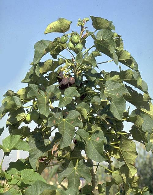 Barbados nut (Jatropha curcas)