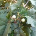 Barbados nut (Jatropha curcas)