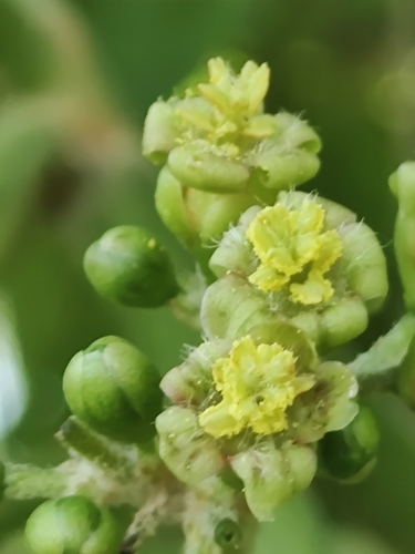 Barbados nut (Jatropha curcas)