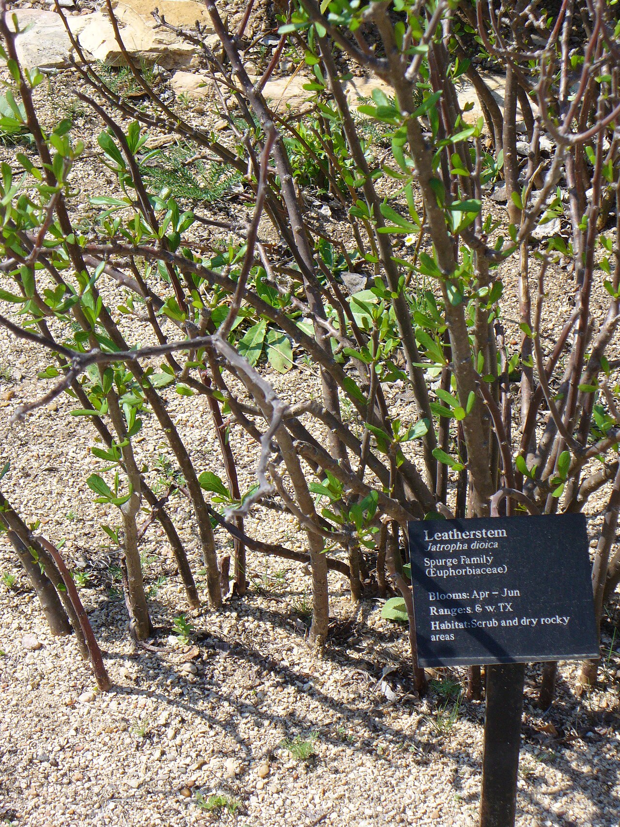 Leatherstem: Jatropha dioica at the Lady Bird Johnson Wildflower Center.