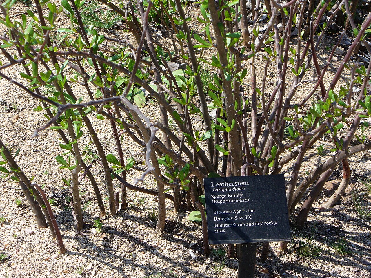 Leatherstem: Jatropha dioica at the Lady Bird Johnson Wildflower Center.