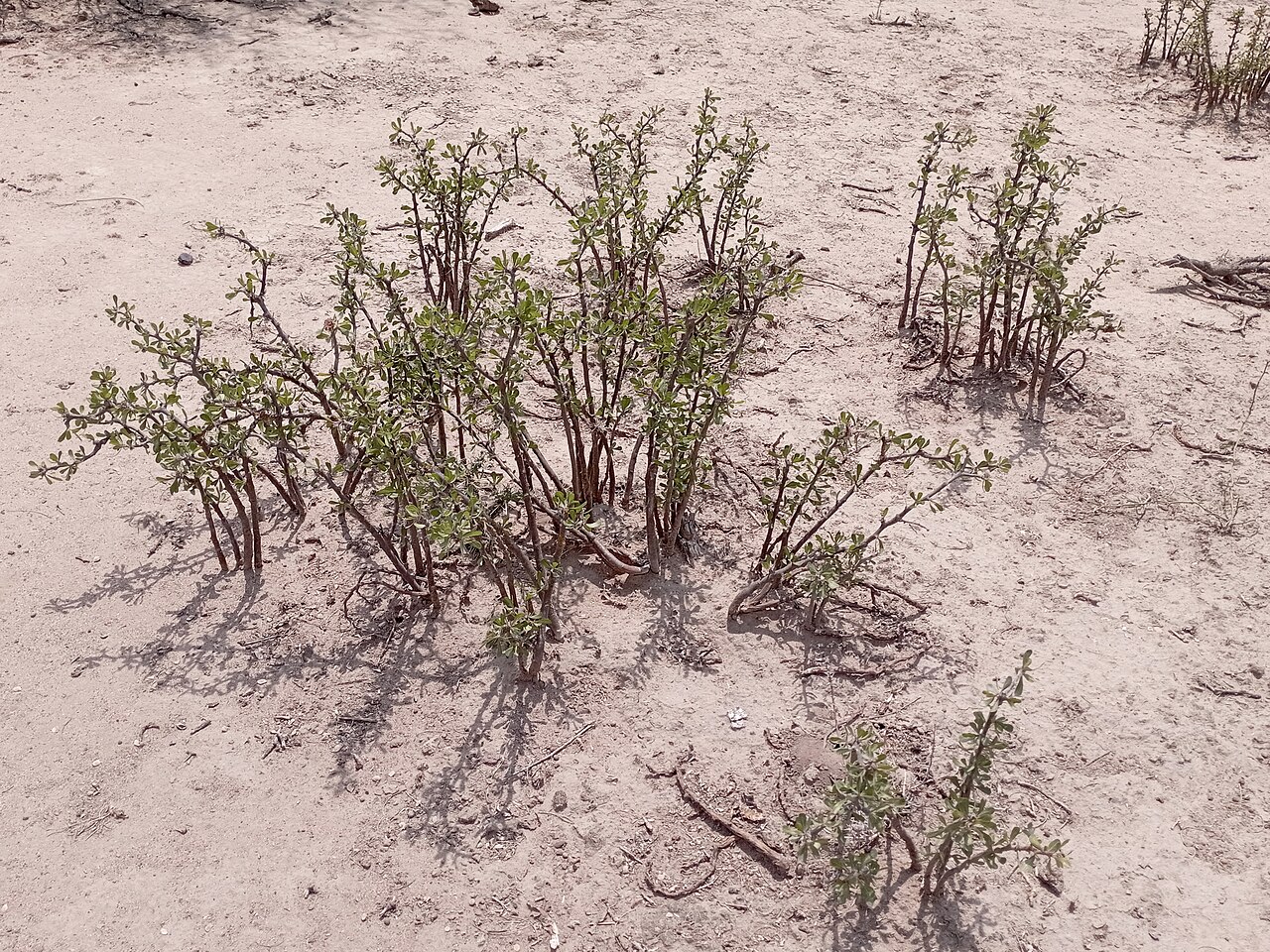 Leatherstem: Jatropha dioica (Familia: Euphorbiaceae). Nombre común: sangre de drago.