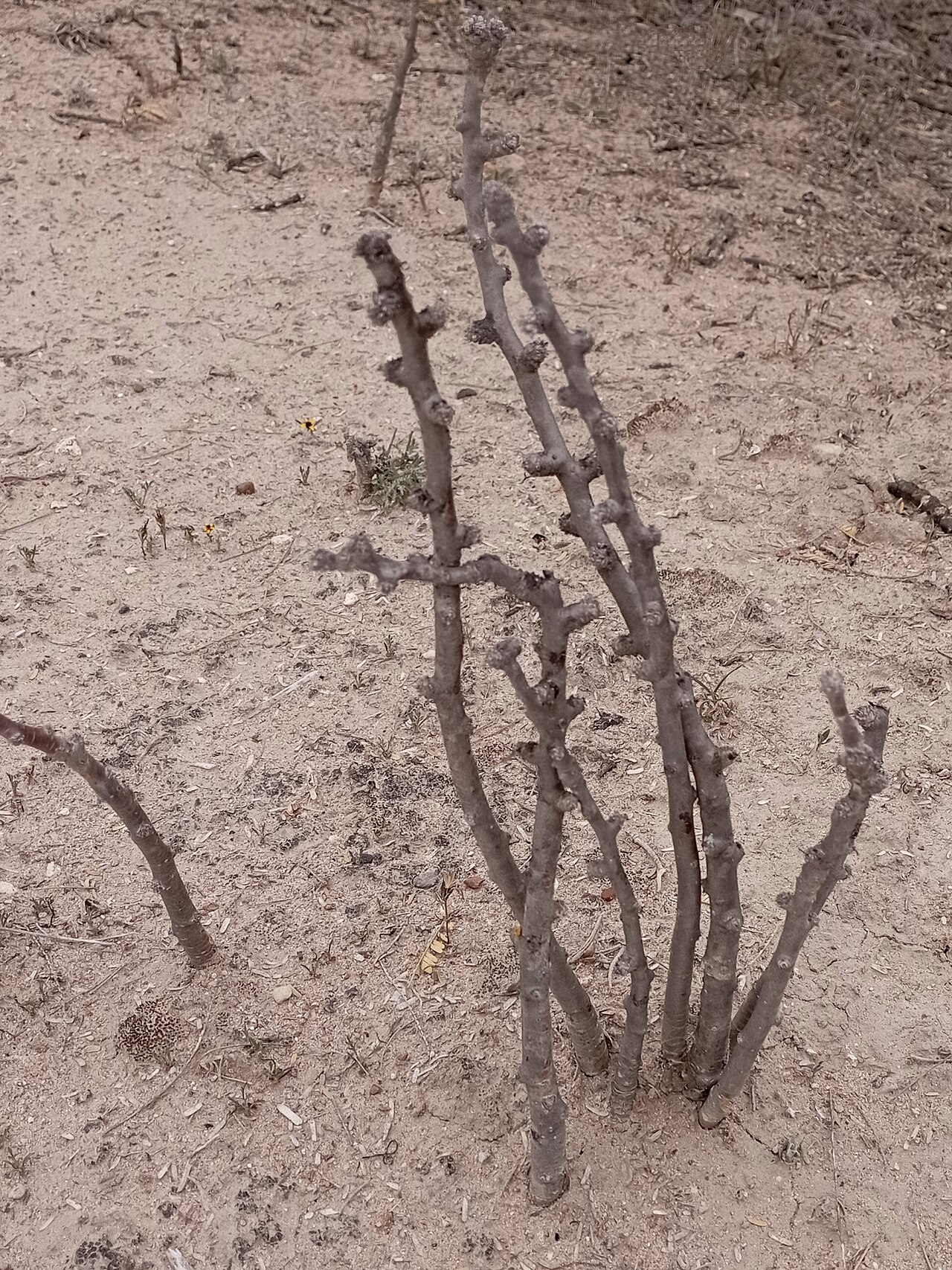 Leatherstem: Sangre de drago ( Jatropha dioica ) en invierno, enero 2024.