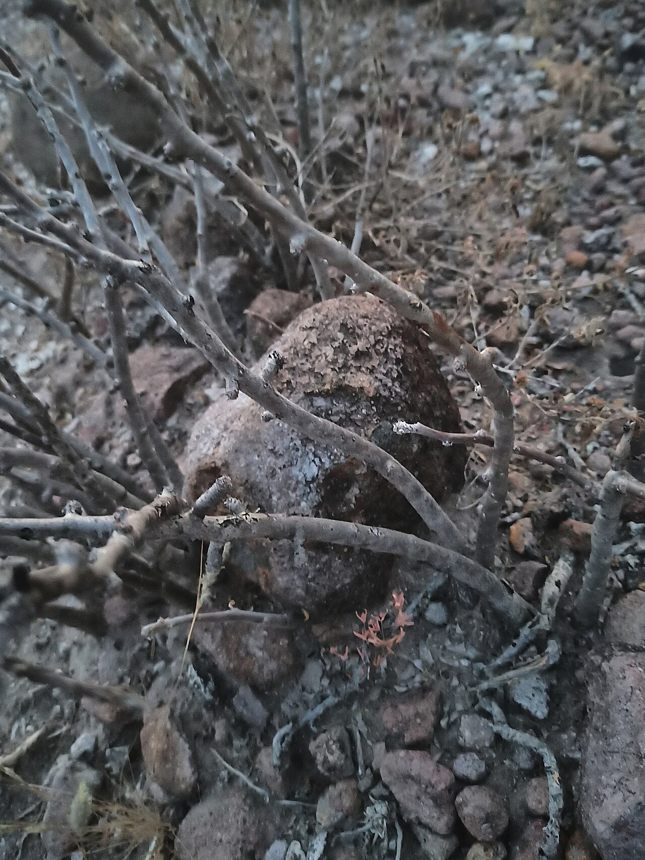 Leatherstem: Jatropha dioica (Familia: Euphorbiaceae). Sangre de Drago.
