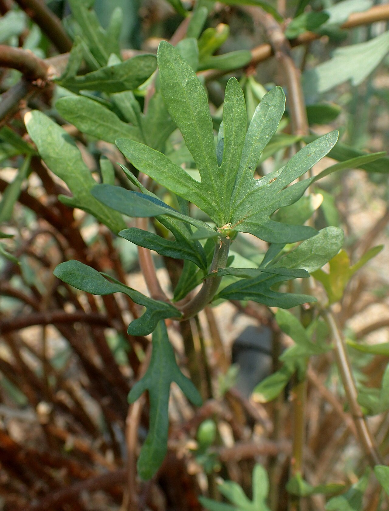 Leatherstem: Jatropha dioica at Garfield Park Conservatory
