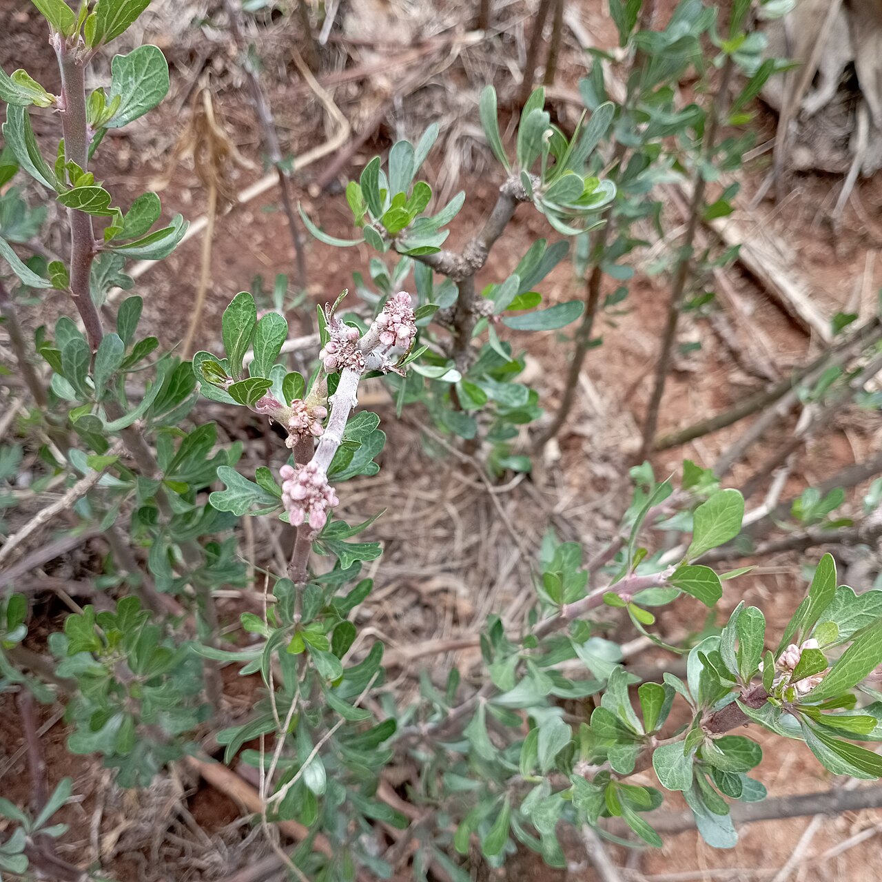 Leatherstem: Jatropha dioica (Familia: Euphorbiaceae). Nombre común: sangre de drago.