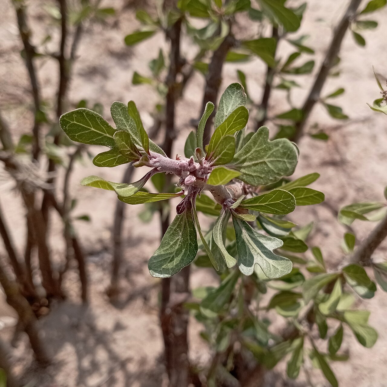 Leatherstem: Jatropha dioica (Familia: Euphorbiaceae). Nombre común: sangre de drago.