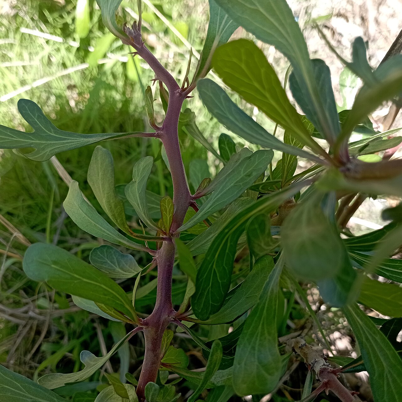 Leatherstem: Jatropha dioica (Familia: Euphorbiaceae). Sangre de drago.