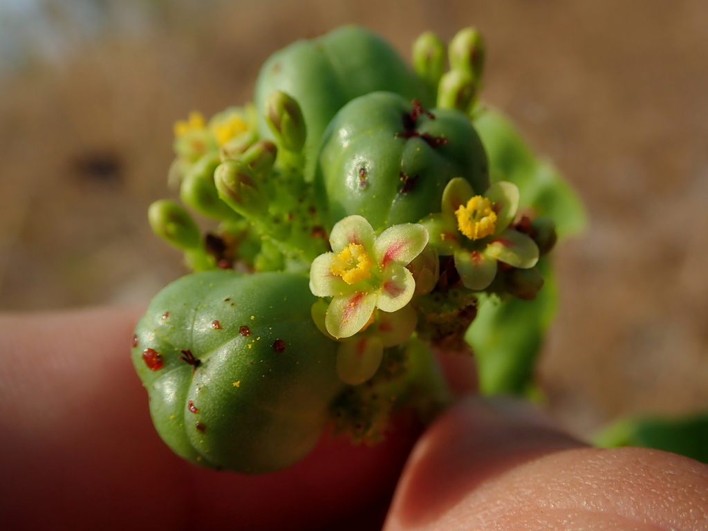 Jatropha elliptica (Jatropha elliptica)