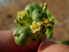 Jatropha elliptica (Jatropha elliptica)