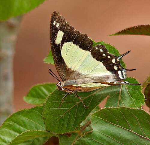 Bellyache bush: Anomalous Nawab Polyura agraria in Hyderabad , India .