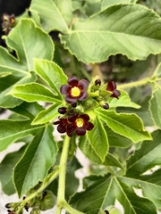 Bellyache bush (Jatropha gossypiifolia)