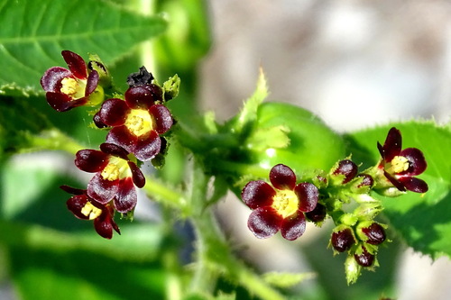 Bellyache bush (Jatropha gossypiifolia)