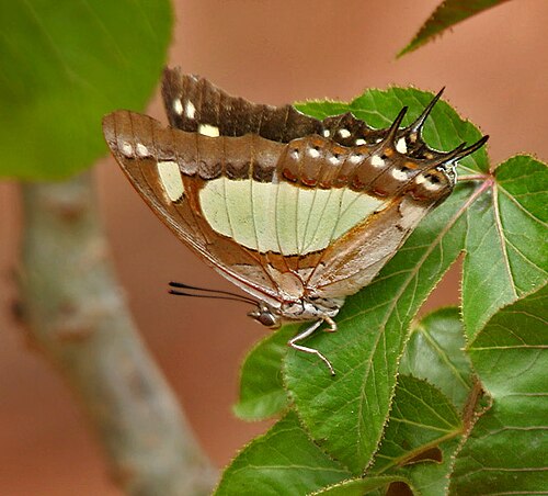 Bellyache bush: Anomalous Nawab Polyura agraria in Hyderabad , India .