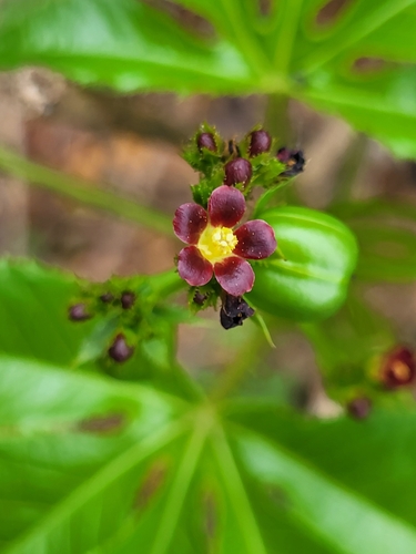 Bellyache bush (Jatropha gossypiifolia)