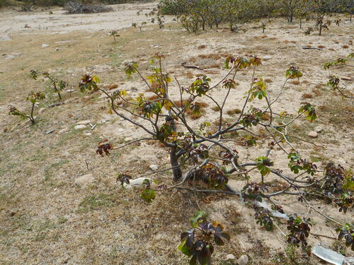 Bellyache bush (Jatropha gossypiifolia)