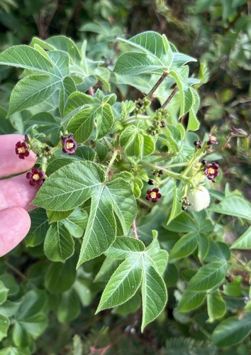 Bellyache bush (Jatropha gossypiifolia)