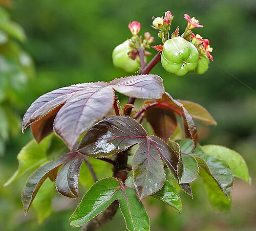 Bellyache bush: Bellyache Bush or Cottonleaf Physic Nut Jatropha gossipifolia in Hyderabad , India .