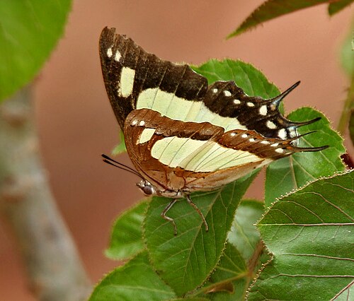 Bellyache bush: Anomalous Nawab Polyura agraria in Hyderabad , India .
