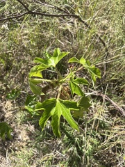 Bellyache bush (Jatropha gossypiifolia)