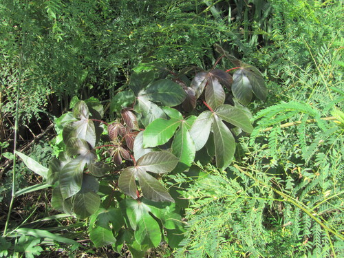 Bellyache bush (Jatropha gossypiifolia)