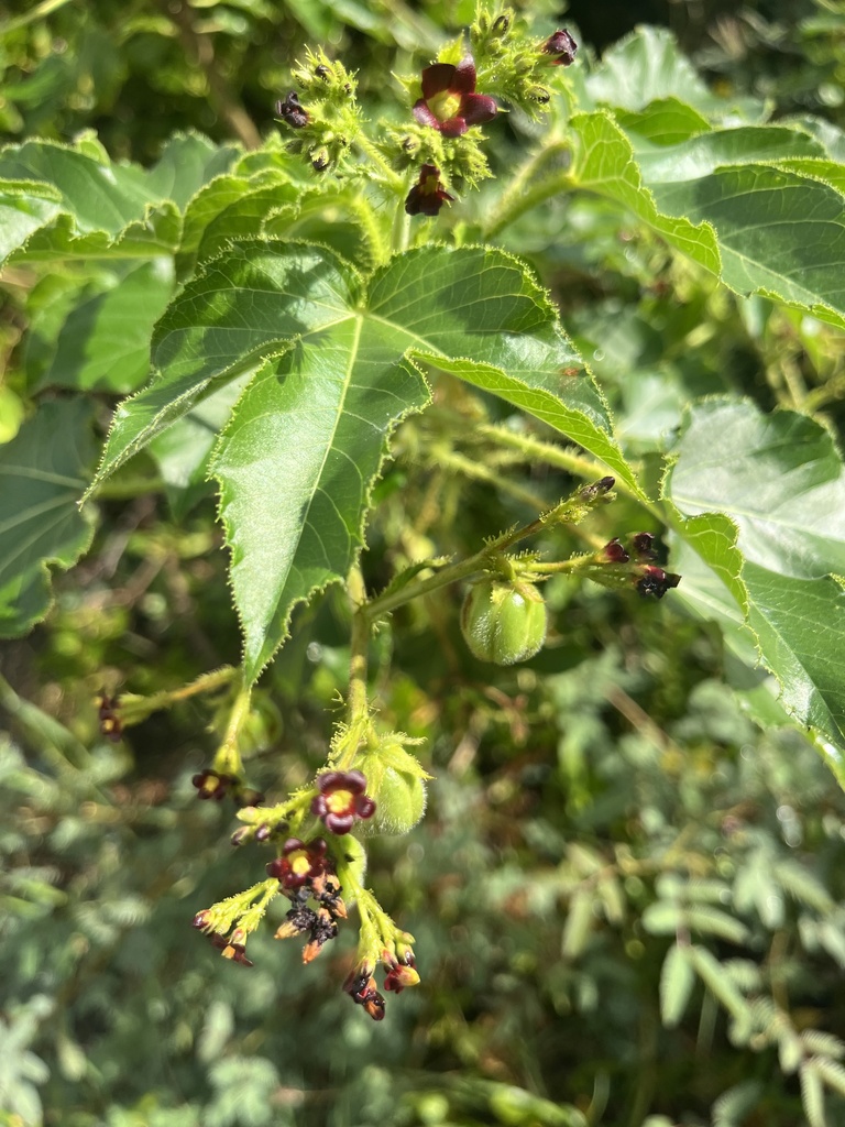 Bellyache bush (Jatropha gossypiifolia)